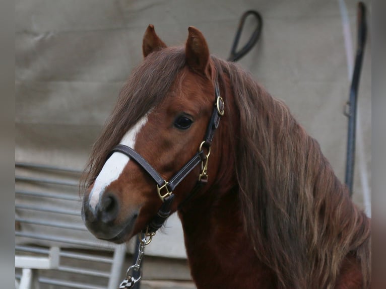 Welsh B Hongre 3 Ans 129 cm Alezan in Dischingen