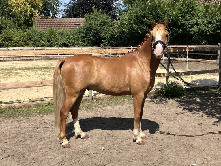 Welsh B Hongre 3 Ans 130 cm Alezan in Berge