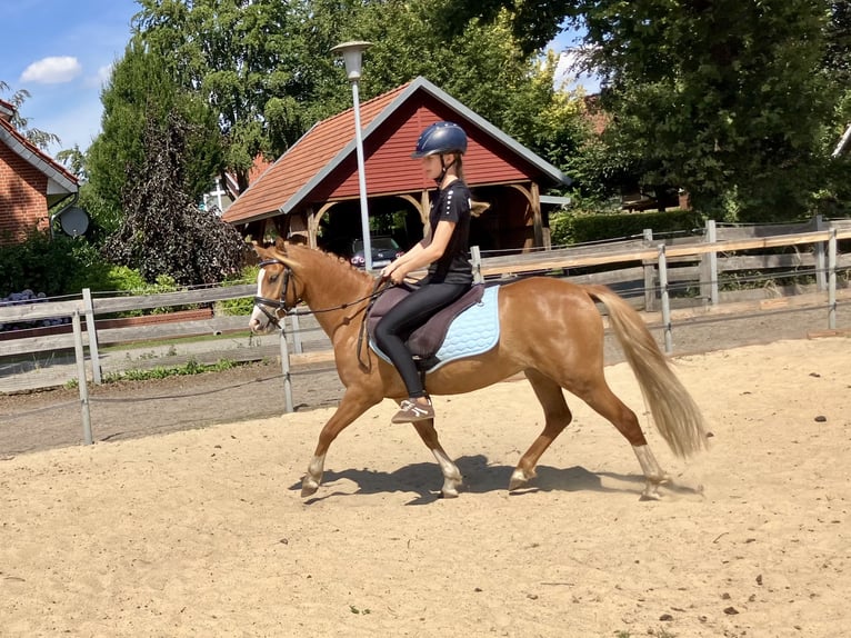 Welsh B Hongre 3 Ans 130 cm Alezan in Berge