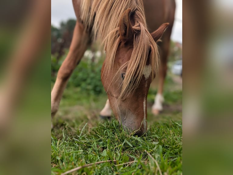 Welsh B Hongre 3 Ans 130 cm Alezan in Wegberg