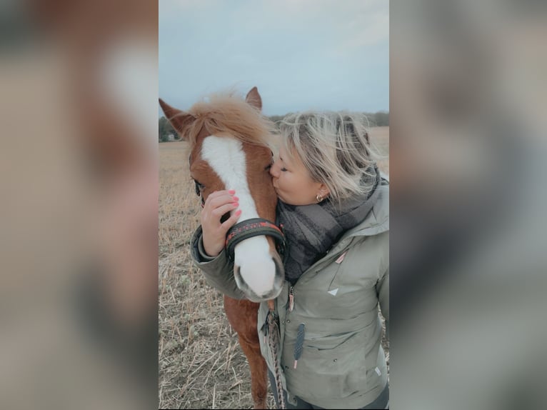 Welsh B Hongre 3 Ans 130 cm Alezan in Wegberg