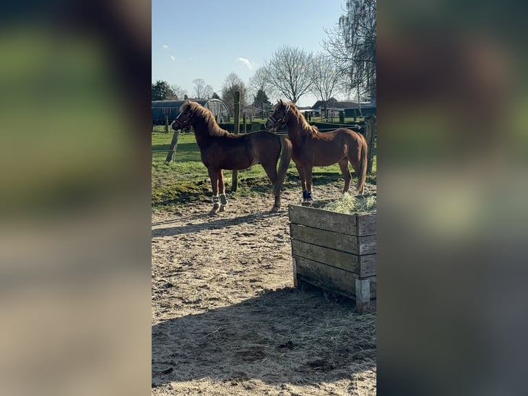 Welsh B Hongre 3 Ans 130 cm Alezan in Wegberg