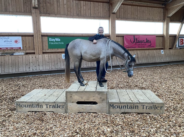 Welsh B Hongre 3 Ans 130 cm Bai cerise in Roßhaupten