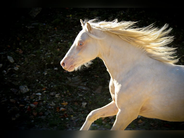 Welsh B Hongre 3 Ans 130 cm Cremello in Siedlęcin