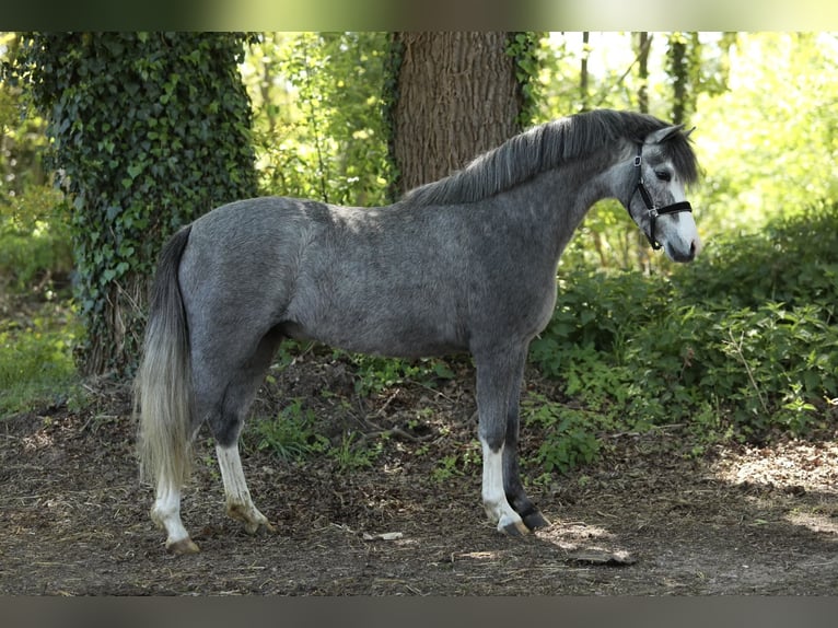 Welsh B Hongre 3 Ans 133 cm Gris in Aalten