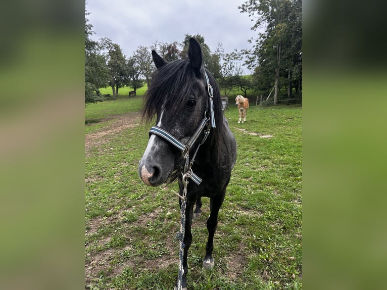Welsh B Croisé Hongre 3 Ans 134 cm Peut devenir gris in Biberbach