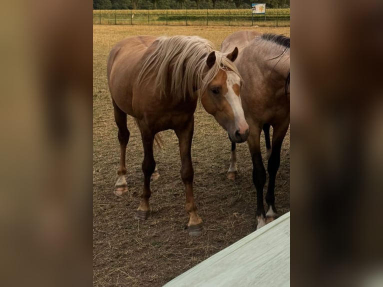 Welsh B Hongre 3 Ans 135 cm Palomino in De Mortel