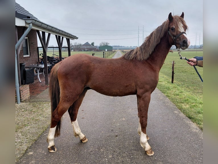 Welsh B Hongre 3 Ans 138 cm Alezan in Etten