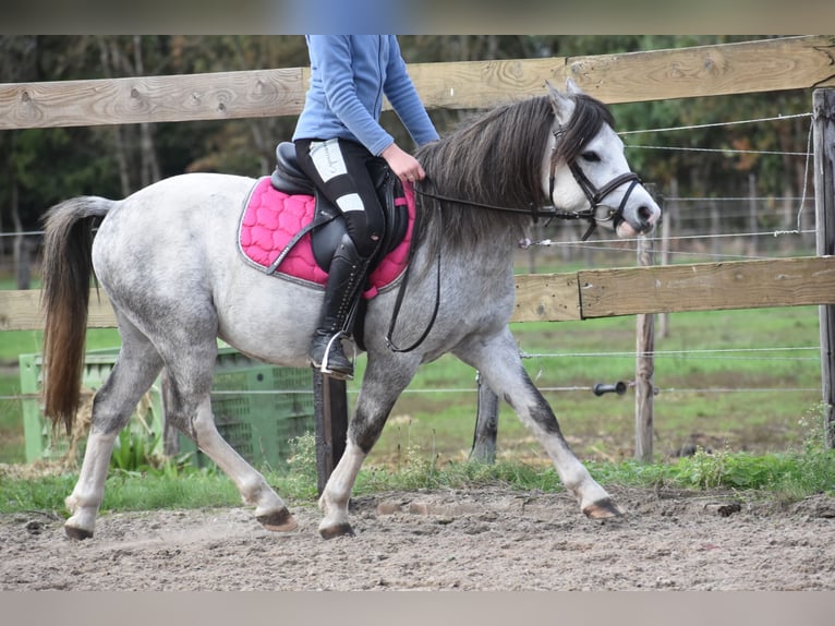 Welsh B Hongre 4 Ans 120 cm Gris in Achtmaal