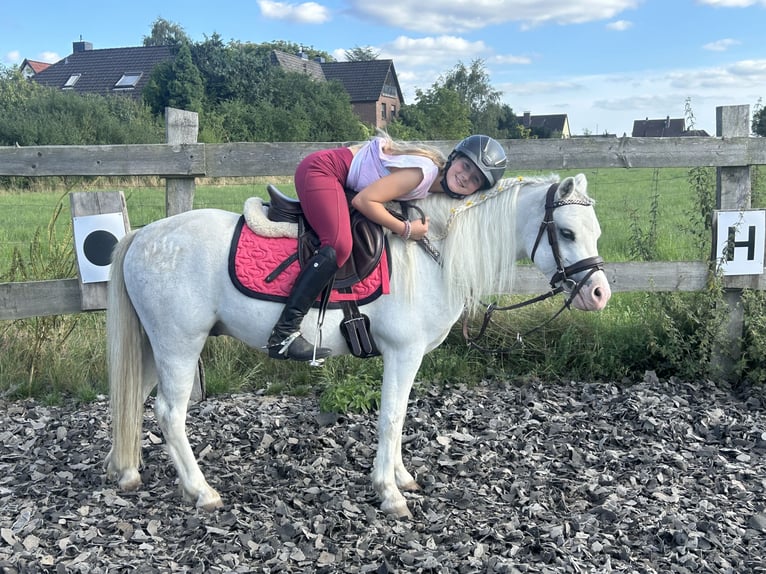 Welsh B Hongre 4 Ans 125 cm Gris in Burgdorf