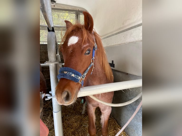 Welsh B Croisé Hongre 4 Ans 125 cm Rouan Rouge in Innsbruck