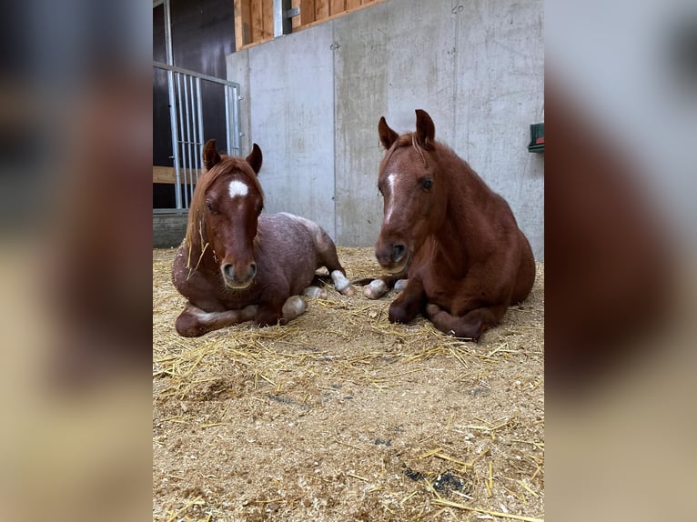 Welsh B Croisé Hongre 4 Ans 125 cm Rouan Rouge in Innsbruck