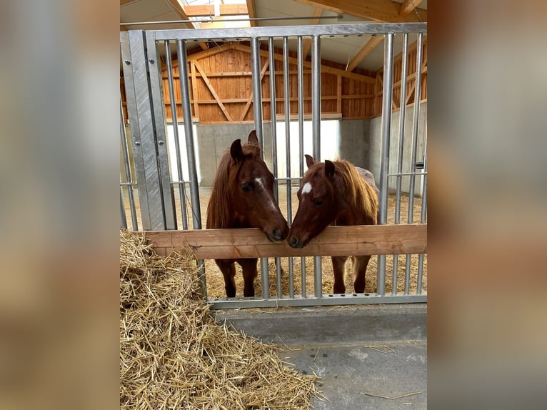 Welsh B Croisé Hongre 4 Ans 125 cm Rouan Rouge in Innsbruck