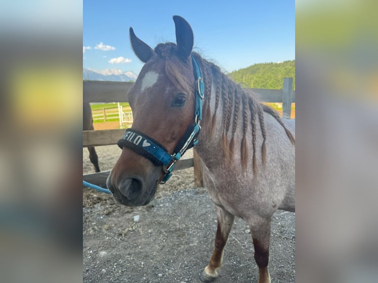 Welsh B Croisé Hongre 4 Ans 125 cm Rouan Rouge in Innsbruck