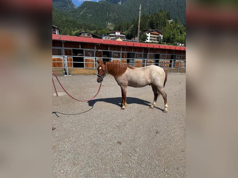 Welsh B Croisé Hongre 4 Ans 125 cm Rouan Rouge in Innsbruck