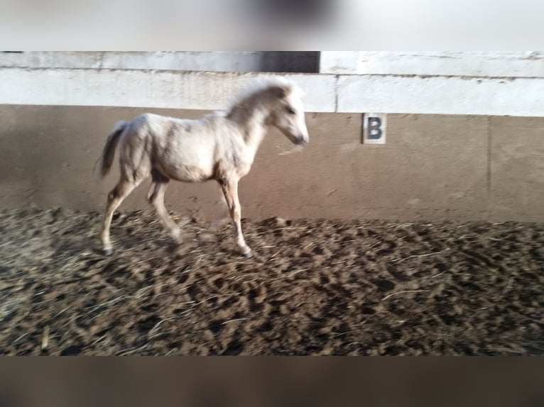 Welsh B Hongre 4 Ans 127 cm Palomino in Niederzier