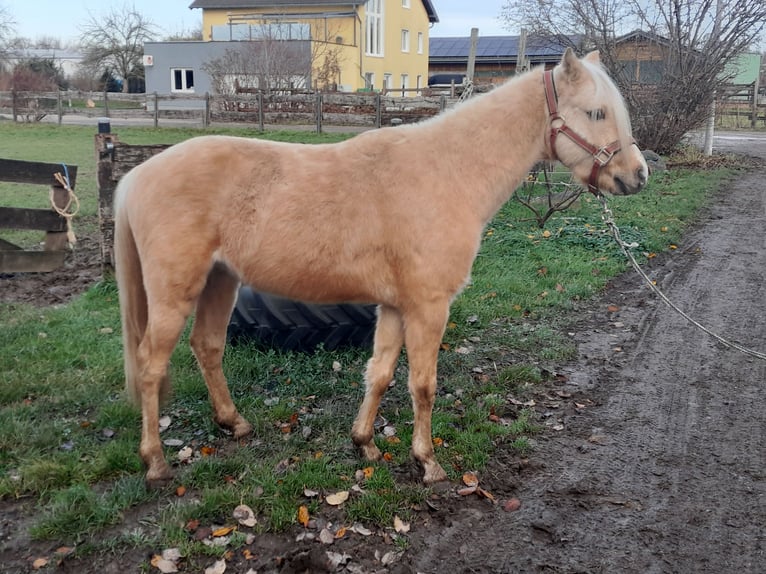 Welsh B Hongre 4 Ans 127 cm Palomino in Niederzier