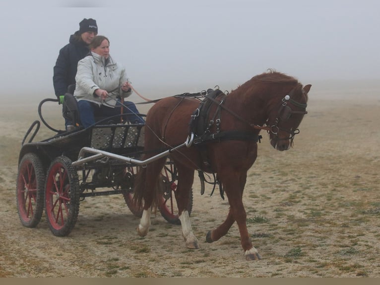 Welsh B Hongre 4 Ans 129 cm Alezan in Dischingen