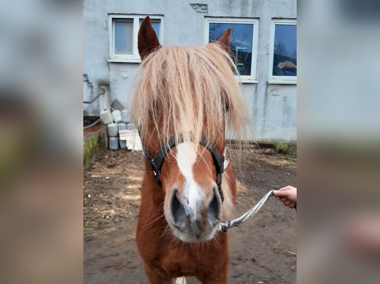 Welsh B Hongre 4 Ans 130 cm Alezan in Niederzier
