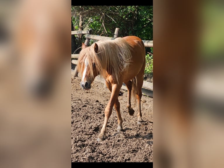 Welsh B Hongre 4 Ans 130 cm Alezan in Niederzier