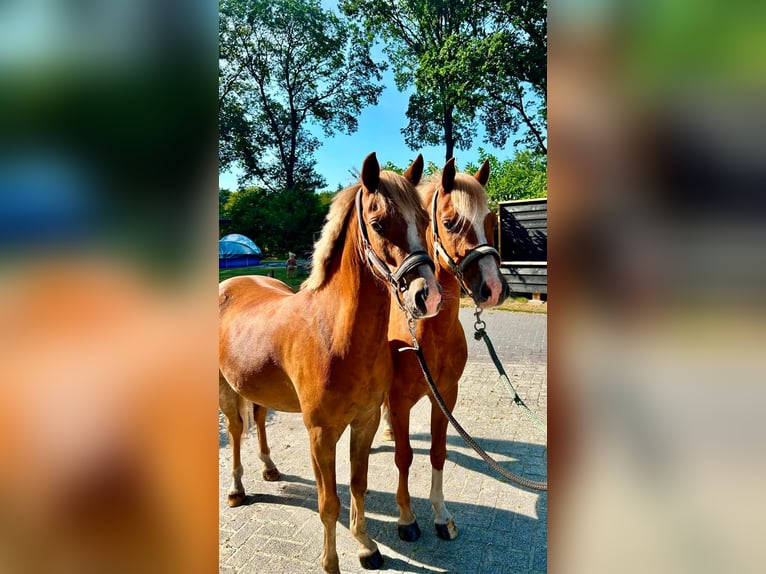 Welsh B Hongre 4 Ans 131 cm Alezan in Meppen