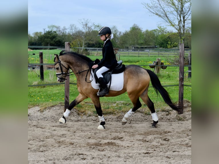 Welsh B Hongre 4 Ans 132 cm Buckskin in Putten