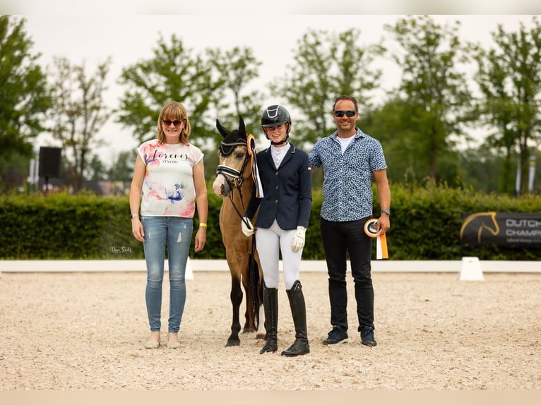 Welsh B Hongre 4 Ans 132 cm Buckskin in Putten