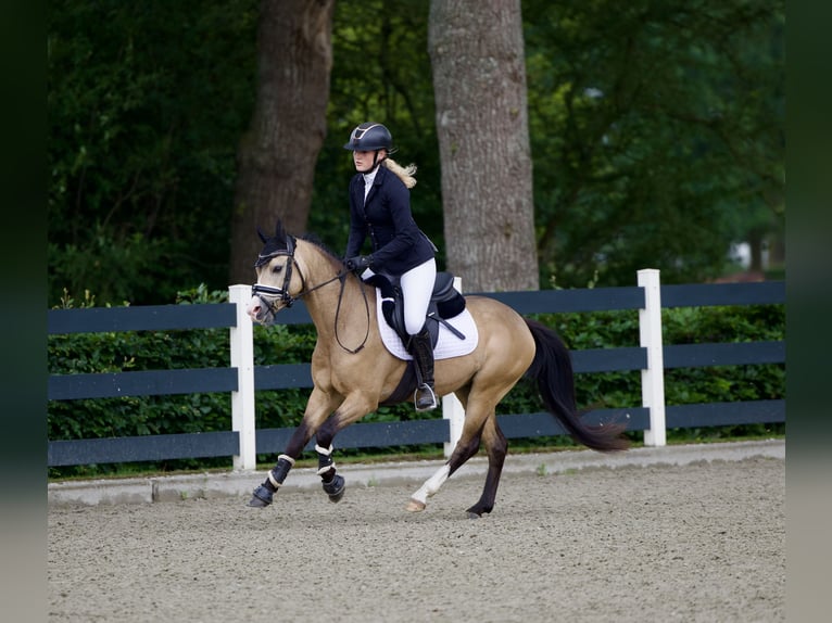 Welsh B Hongre 4 Ans 132 cm Buckskin in Putten