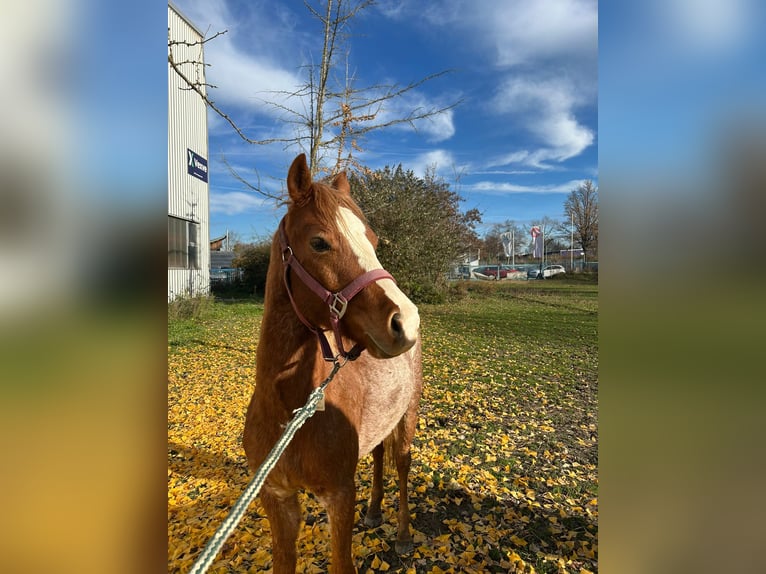 Welsh B Hongre 4 Ans 133 cm Rouan Rouge in Niederzier