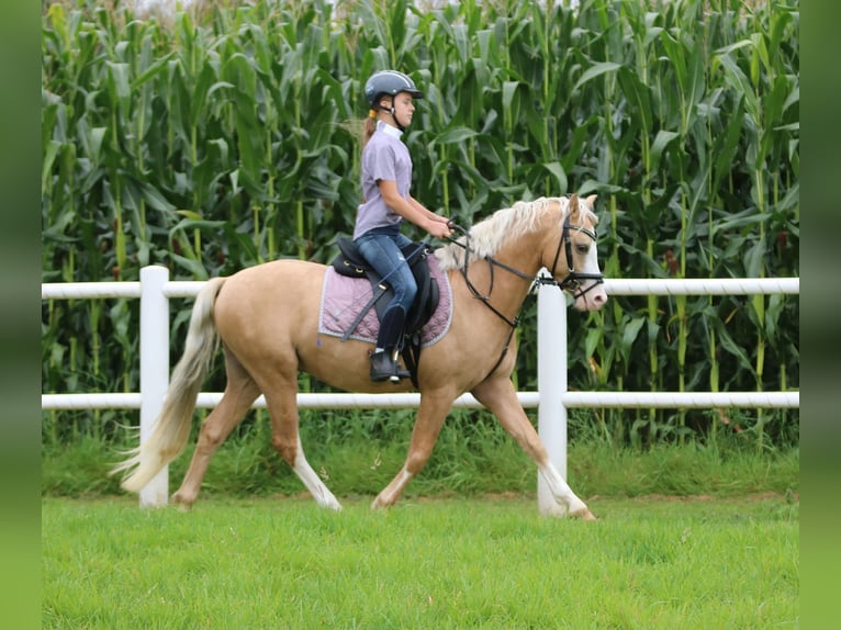 Welsh B Hongre 4 Ans 134 cm Palomino in Wildeshausen