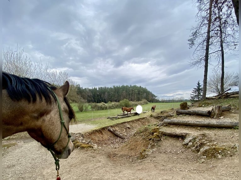 Welsh B Hongre 4 Ans 135 cm Buckskin in Donauw&#xF6;rth