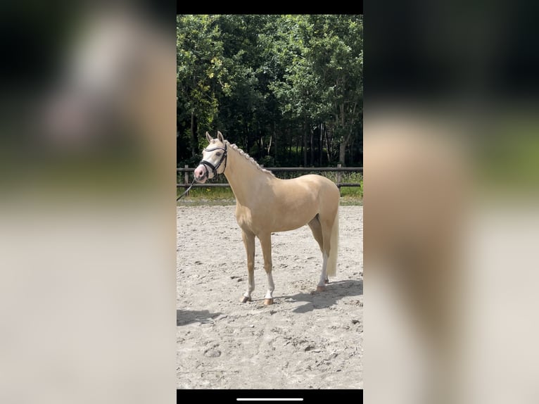 Welsh B Hongre 4 Ans 135 cm Palomino in Grolloo