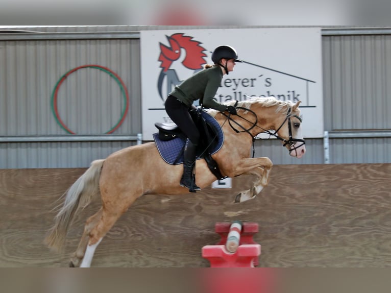 Welsh B Hongre 4 Ans 135 cm Palomino in Wildeshausen