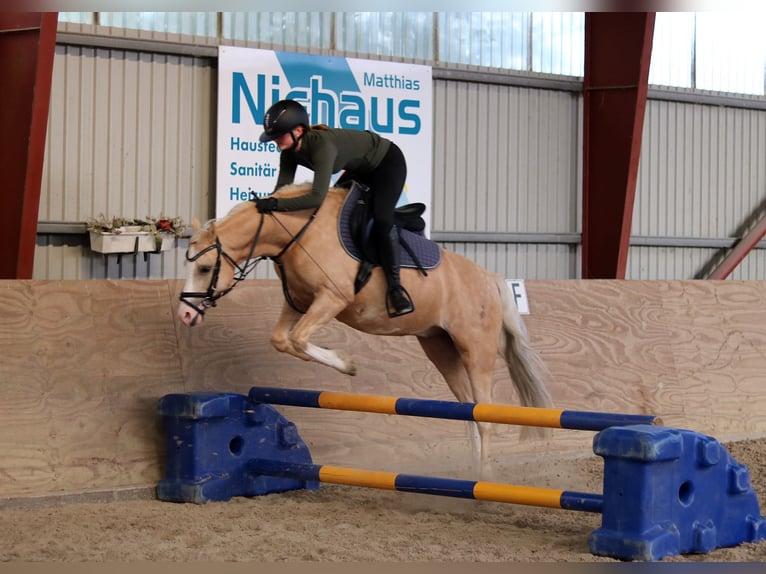 Welsh B Hongre 4 Ans 135 cm Palomino in Wildeshausen