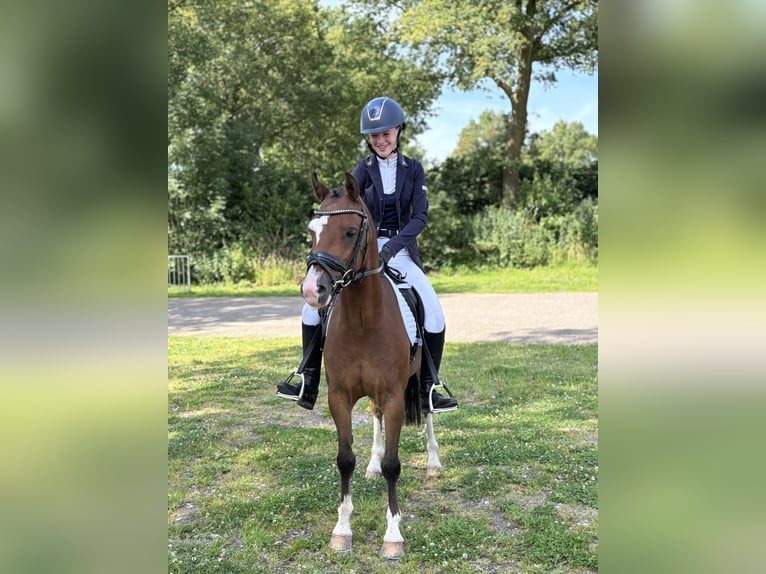 Welsh B Hongre 4 Ans 136 cm Bai brun in Kerkenveld