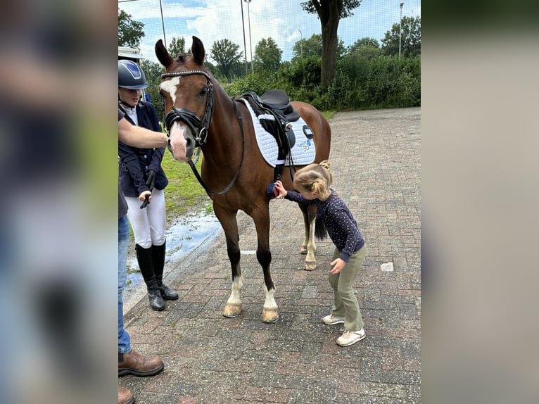 Welsh B Hongre 4 Ans 136 cm Bai brun in Kerkenveld