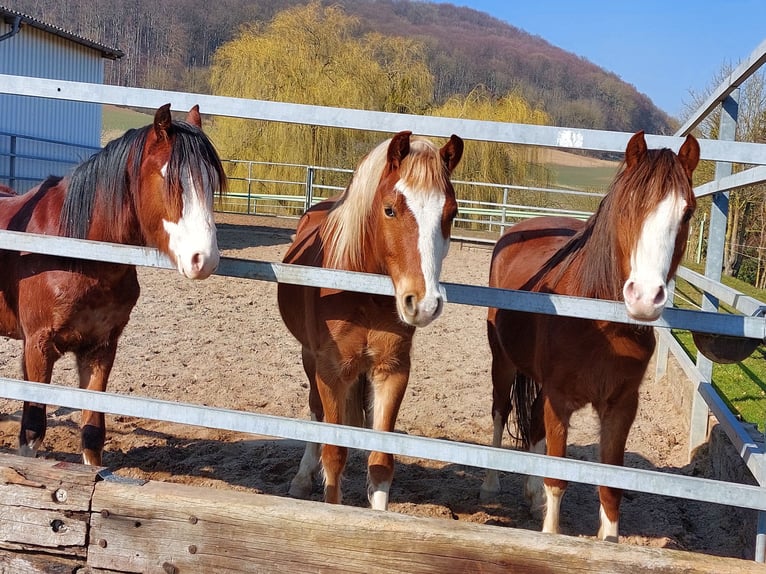 Welsh B Hongre 4 Ans 137 cm Alezan in Landolfshausen OT Mackenrode