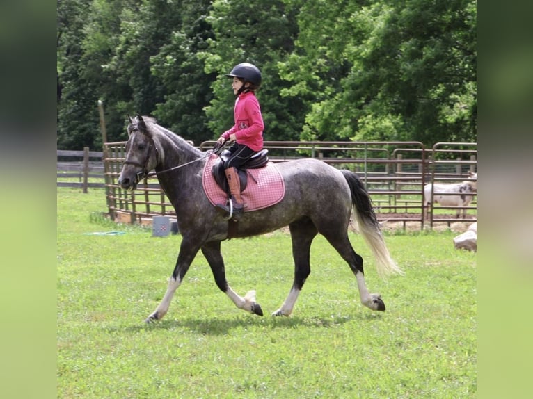 Welsh B Hongre 4 Ans Gris in Howell