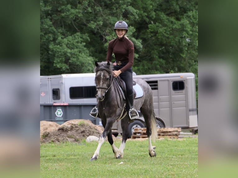 Welsh B Hongre 4 Ans Gris in Howell