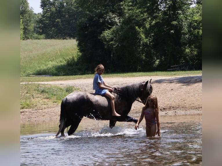 Welsh B Hongre 4 Ans Gris in Howell