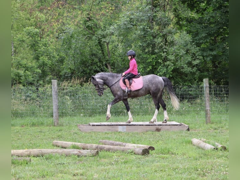 Welsh B Hongre 4 Ans Gris in Howell