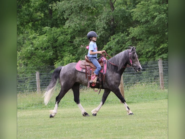 Welsh B Hongre 4 Ans Gris in Howell