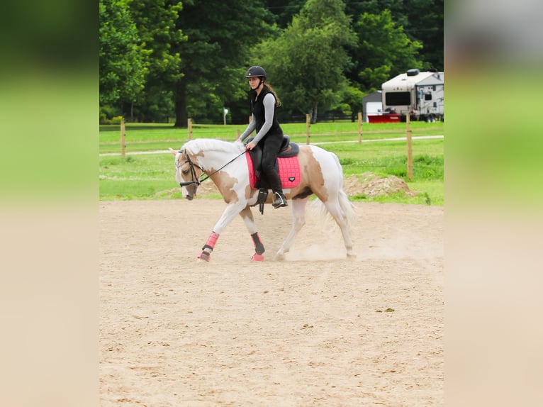 Welsh B Hongre 4 Ans Pinto in Syracuse