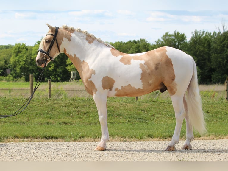 Welsh B Hongre 4 Ans Pinto in Syracuse