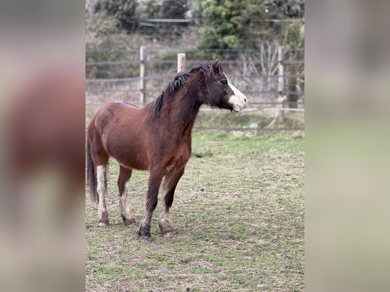 Welsh B Hongre 5 Ans 115 cm Bai in Remoulins