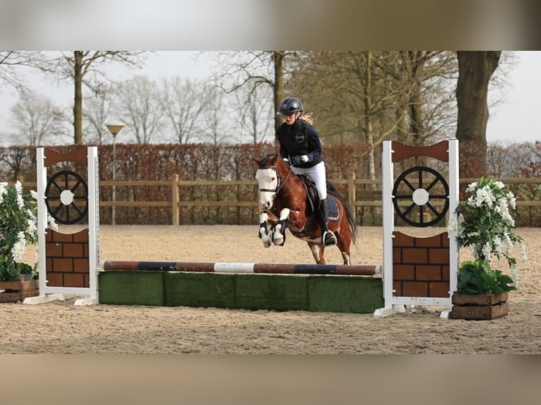 Welsh B Hongre 5 Ans 122 cm Bai in Oost West en Middelbeers