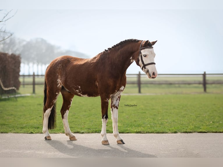 Welsh B Hongre 5 Ans 122 cm Bai in Oost West en Middelbeers