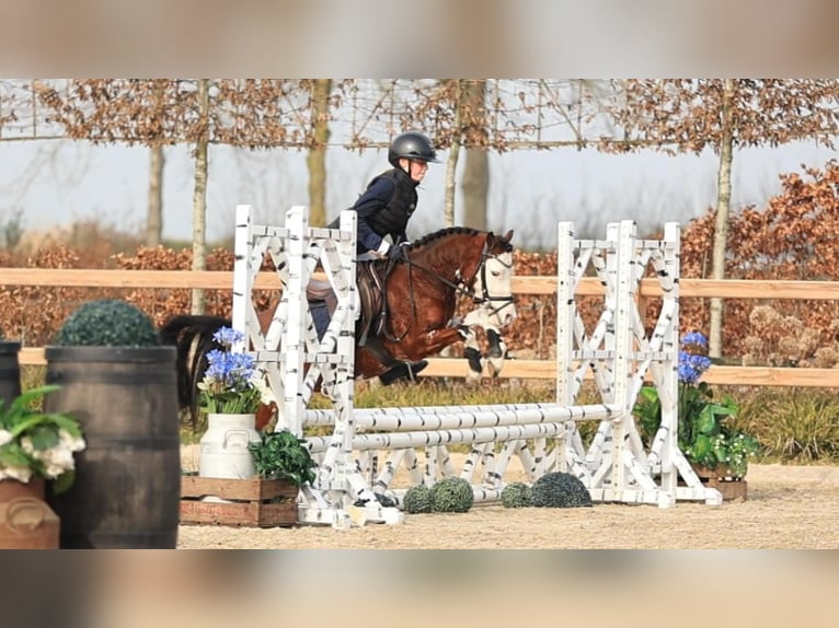 Welsh B Hongre 5 Ans 122 cm Bai in Oost West en Middelbeers