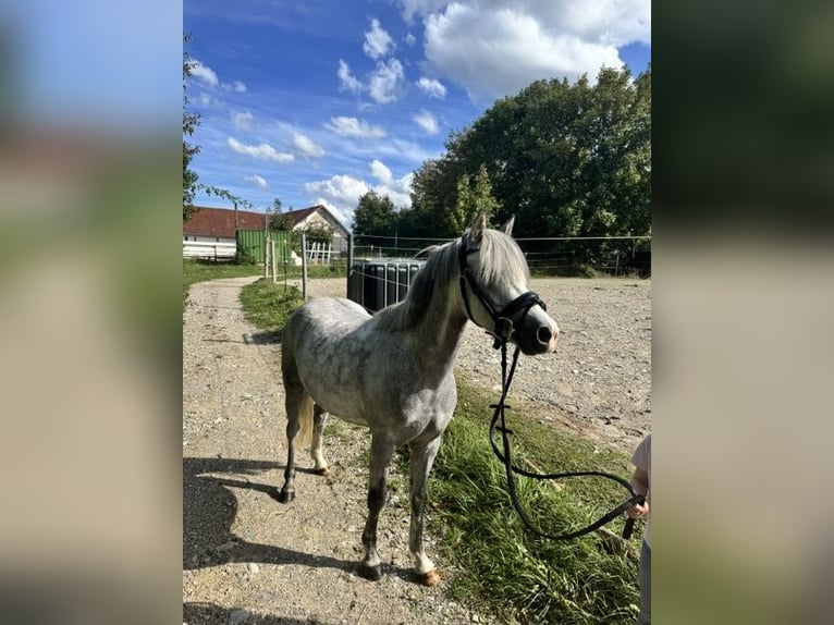 Welsh B Hongre 5 Ans 125 cm Gris in Starnberg