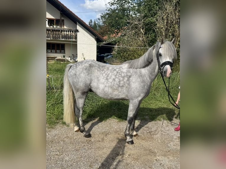 Welsh B Hongre 5 Ans 125 cm Gris in Starnberg